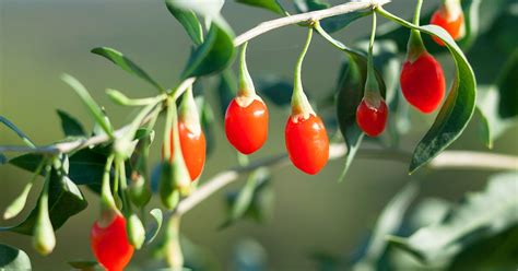 gucci berry fruit|benefits of eating goji berries.